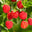 Raspberry Creamed Honey 8oz Jar
