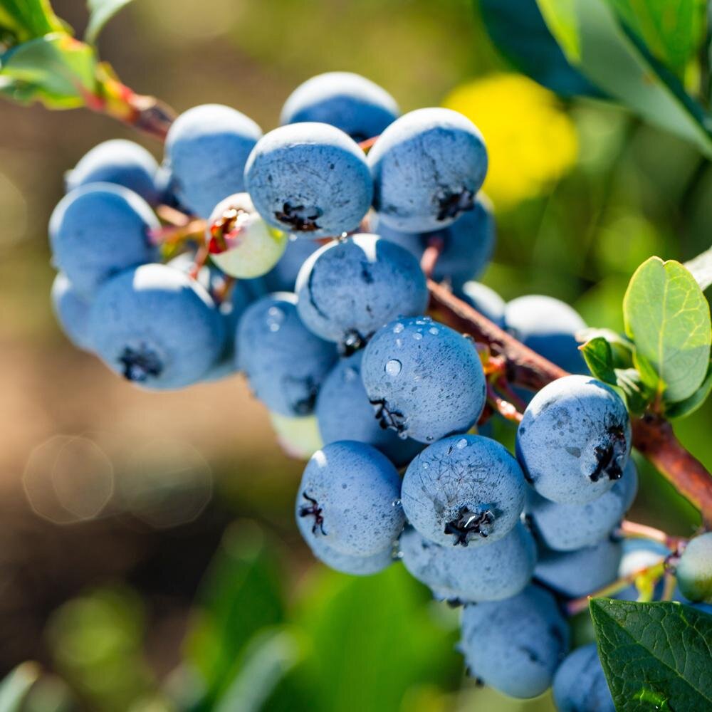 Tea with the Bees - Organic Blueberry Bliss Rooibos Tea
