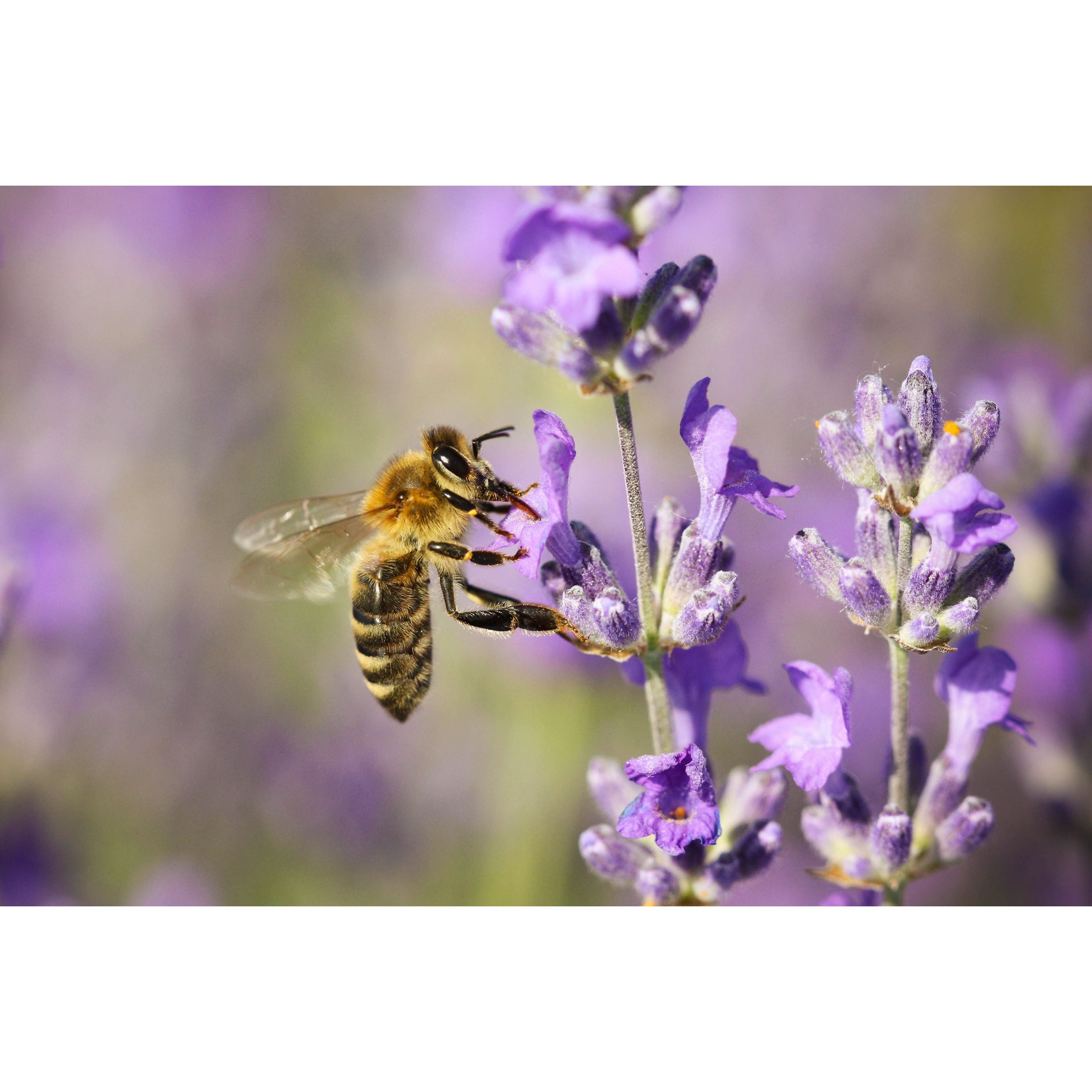 honey lavender plant Lavender Infused Honey
