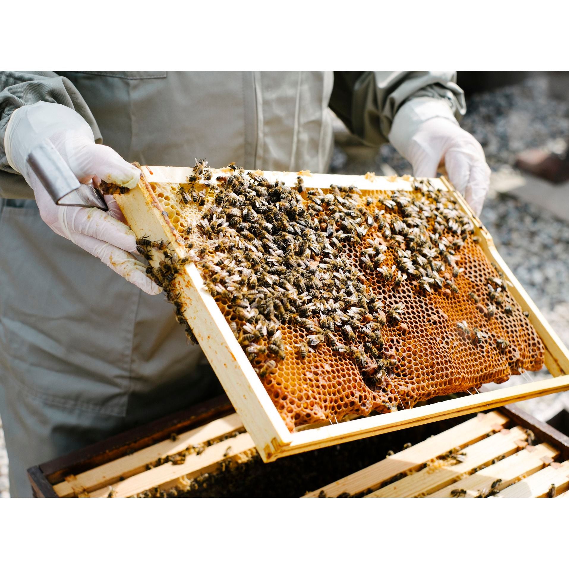 Bee Pollen - Dietary Supplement